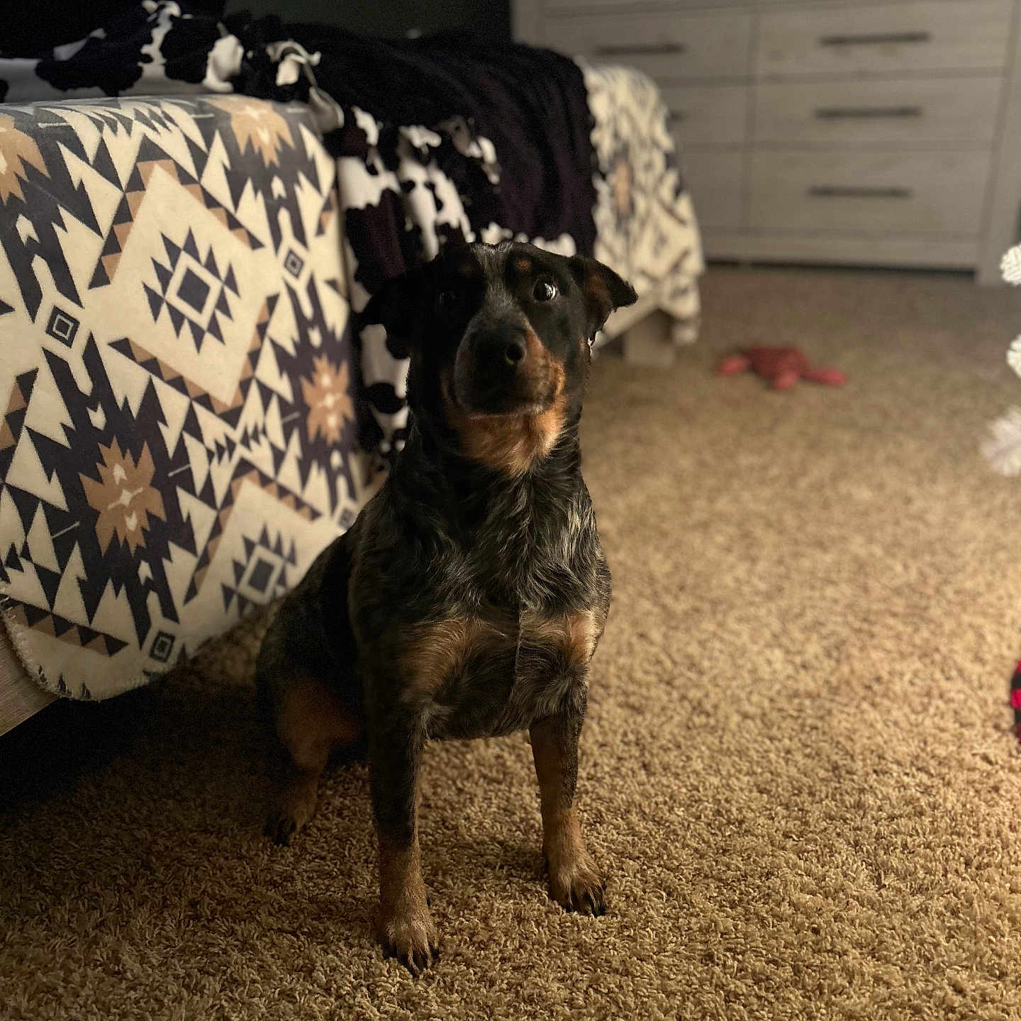 Willow is registered to the contest to win money with this photo: animal, bed, bedroom, blanket, cabinet, canine, couch, cushion, dog, drawer, furniture, homedecor, hound, indoors, interiordesign, person, pet, puppy, quilt, room