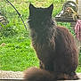 Pepper a rejoint le concours — aidez-le/la à gagner de superbes lots ! animal, brown, cat, cloth, daylight, feline, fluffy, garden, grass, greenery, nature, outdoor, pet, rustic, shadow, sitting, tail, tool, window, windowsill