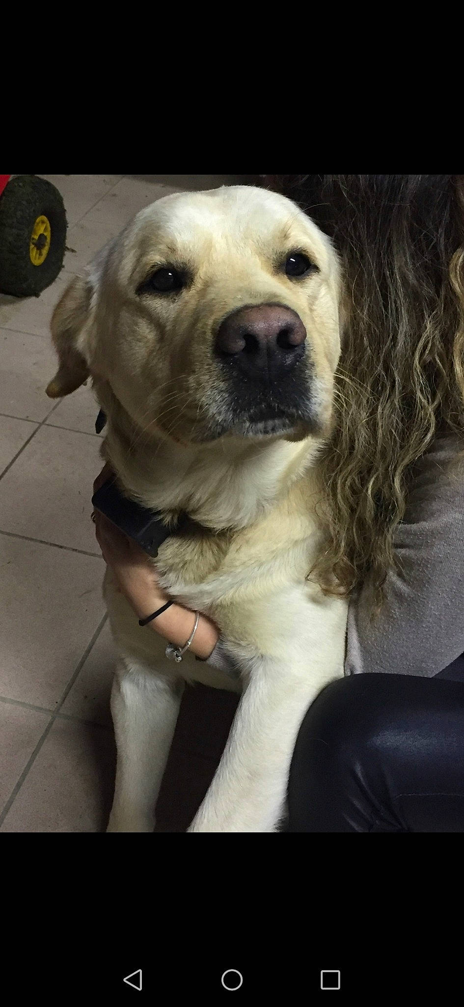 Isco participe au concours pour gagner de l'argent avec cette photo : beagador, canidae, carnivore, companion_dog, dog, dog_breed, fawn, golden_retriever, labrador_retriever, mammal, nose, puppy, rare_breed_dog, retriever, snout, sporting_group, vertebrate