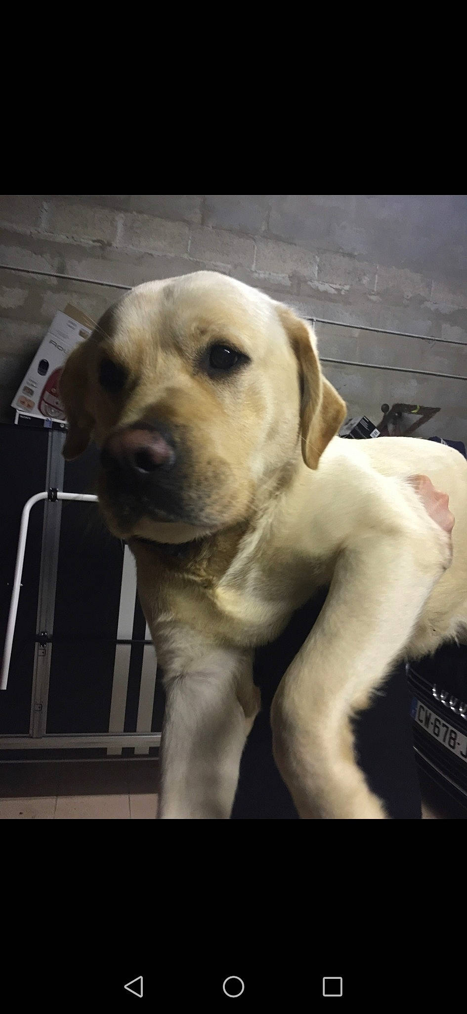 Isco a rejoint le concours — aidez-le/la à gagner de superbes lots ! beagador, canidae, carnivore, companion_dog, dog, dog_breed, fawn, golden_retriever, labrador_retriever, mammal, nose, puppy, puppy_love, rare_breed_dog, retriever, snout, sporting_group, vertebrate