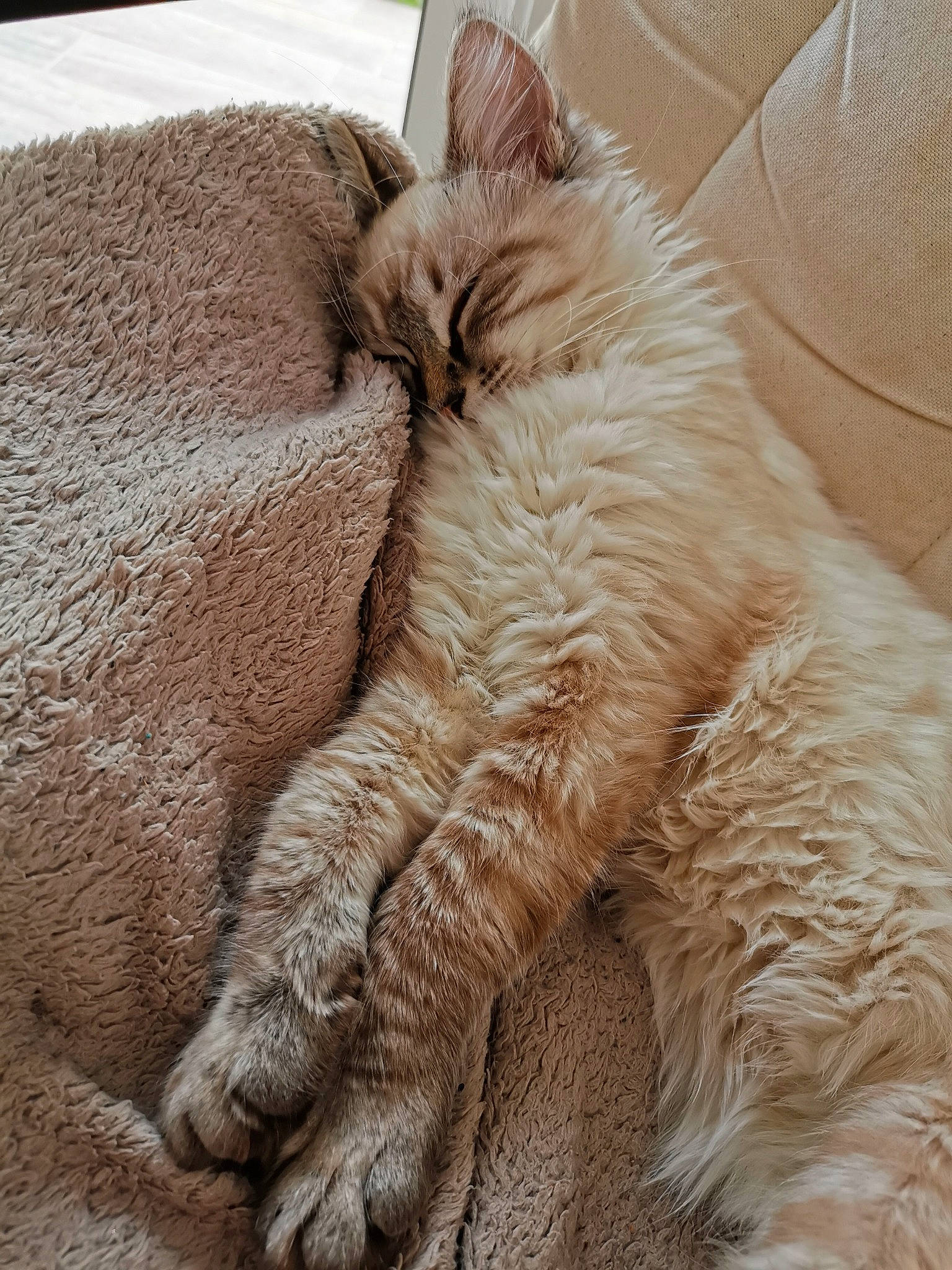 Pepita participe au concours pour gagner de l'argent avec cette photo : carnivore, cat, claw, european_shorthair, fawn, felidae, fur, kitten, nap, paw, sand, sleep, small_to_medium_sized_cats, tabby_cat, whiskers