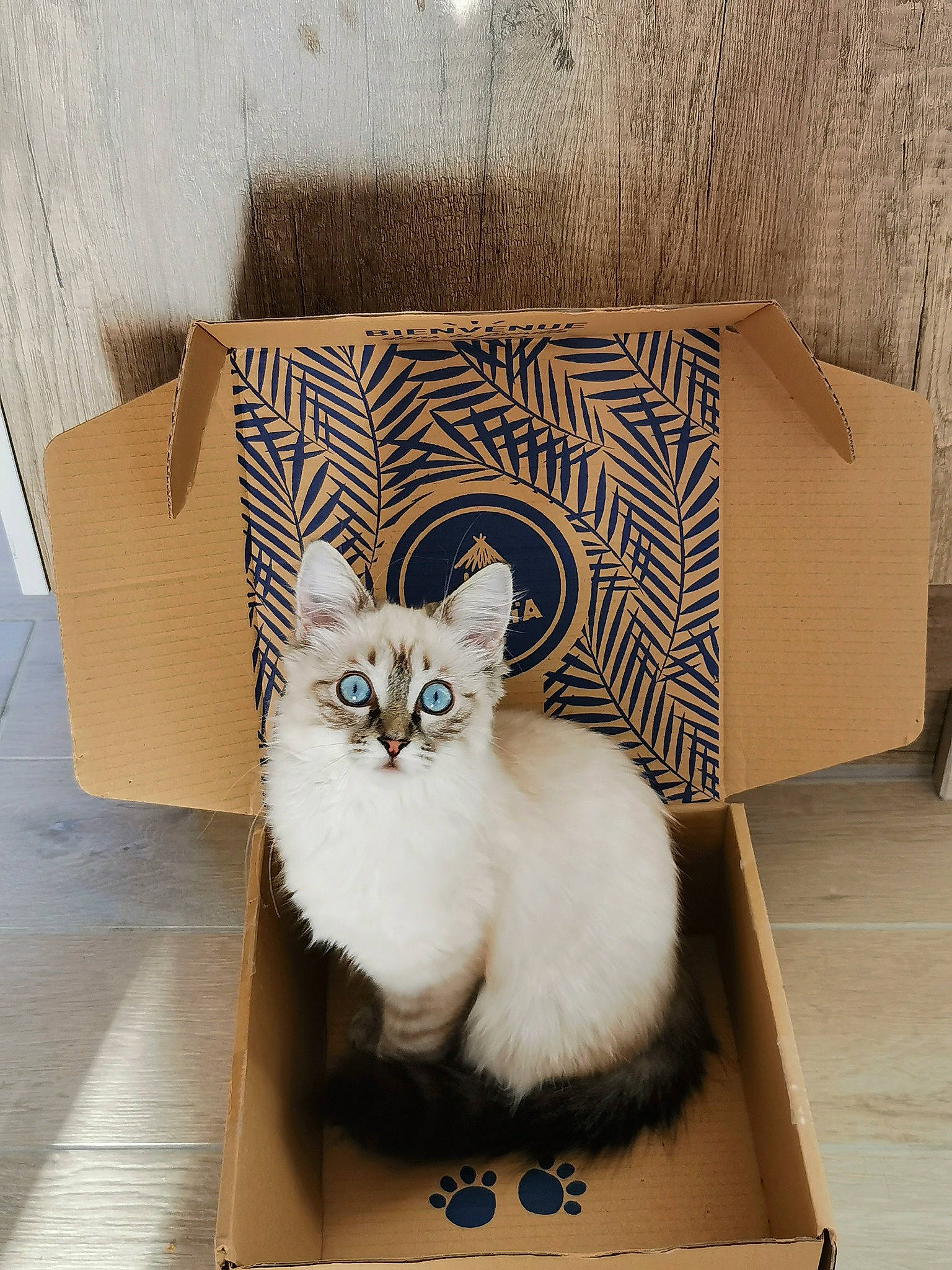 Pepita a rejoint le concours — aidez-le/la à gagner de superbes lots ! asian, box, burmilla, cardboard, carnivore, cat, colorpoint_shorthair, fawn, felidae, fur, himalayan, kitten, munchkin, napoleon_cat, packaging_and_labeling, ragdoll, small_to_medium_sized_cats, whiskers