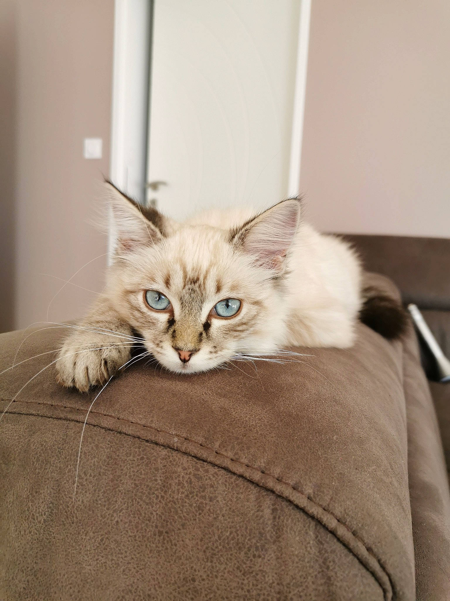 Pepita participe au concours pour gagner de l'argent avec cette photo : asian, asian_semi_longhair, beige, carnivore, cat, fawn, felidae, fur, kitten, mammal, ojos_azules, ragdoll, small_to_medium_sized_cats, tabby_cat, whiskers