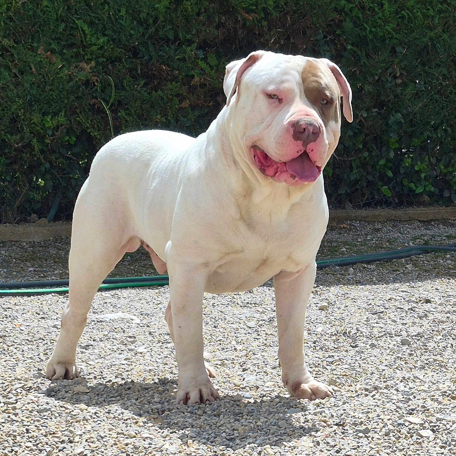 Stain a rejoint le concours — aidez-le/la à gagner de superbes lots ! dog, white_dog, brown_patch, outdoor, gravel, hedge, pet, canine, tongue_out, standing, sunlight, animal, mammal, nature, portrait, friendly, alert, paw, ears, snout