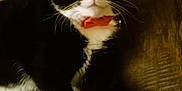Pickles is registered to the contest to win money with this photo: cat, tuxedo_cat, pet, bow_tie, red_bow, feline, whiskers, green_eyes, wooden_floor, indoor, portrait, paws, white_paws, black_and_white, lying_down, close_up, domestic_animal, flooring, ears, wide_eyes