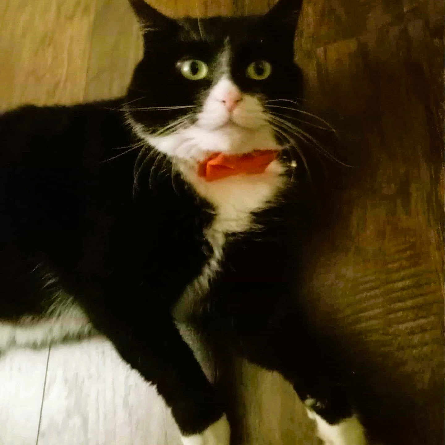 Pickles is registered to the contest to win money with this photo: black_and_white, bow_tie, cat, close_up, domestic_animal, ears, feline, flooring, green_eyes, indoor, lying_down, paws, pet, portrait, red_bow, tuxedo_cat, whiskers, white_paws, wide_eyes, wooden_floor