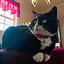 Pickles is registered to the contest to win money with this photo: cat, tuxedo_cat, green_eyes, whiskers, bell, red_collar, indoor, window, pink_curtain, chandelier, table, pet, closeup, portrait, sitting, household, sunlight, cozy, black_and_white, fur