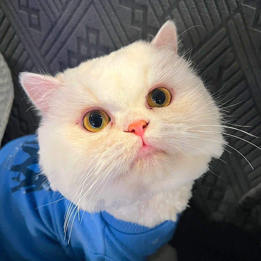 Gizmo is registered to the contest to win money with this photo: abyssinian, angora, animal, bodypart, cat, clothing, cushion, hat, homedecor, hoodie, kitten, knitwear, manx, mouth, person, pet, siamese, snout, sweater, sweatshirt