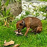 backyard, bone, brown_dog, chewing, collar, dog, eating, foliage, grass, ground, lawn, leaves, muzzle, nature, outdoor, pebbles, pet, sitting, stones, tree_trunk