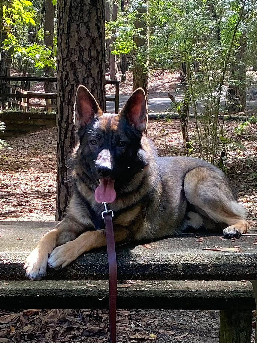 Fin is registered to the contest to win money with this photo: canidae, canis, carnivore, collar, companion_dog, dog, dog_breed, east_european_shepherd, fawn, fur, king_shepherd, non_sporting_group, plant, snout, sporting_group, tail, terrestrial_animal, tree, working_animal, working_dog