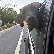 Vino is registered to the contest to win money with this photo: animal, canine, car, car_exterior, carmirror, city, dog, greatdane, labradorretriever, person, pet, photography, pointer, policedog, puppy, road, street, transportation, urban, vehicle