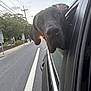 animal, canine, car, car_exterior, carmirror, city, dog, greatdane, labradorretriever, person, pet, photography, pointer, policedog, puppy, road, street, transportation, urban, vehicle