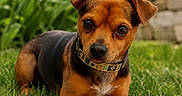 Upton a rejoint le concours — aidez-le/la à gagner de superbes lots ! dog, puppy, grass, outdoor, collar, cute, pet, animal, small_dog, brown_fur, black_fur, ears, eyes, nose, tongue, nature, flower, garden, stone_wall, summer