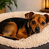 Upton participe au concours pour gagner de l'argent avec cette photo : dog, pet, bed, cozy, brown, black, small_dog, collar, indoor, fluffy, cute, animal, resting, comfort, fur, portrait, looking, eyes, warm_light, home