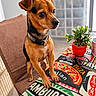 Upton a rejoint le concours — aidez-le/la à gagner de superbes lots ! dog, small_dog, brown_dog, black_dog, collar, chair, table, tablecloth, plant, potted_plant, glasses, indoor, curious, pet, animal, furniture, food_print, closeup, domestic_animal, cute