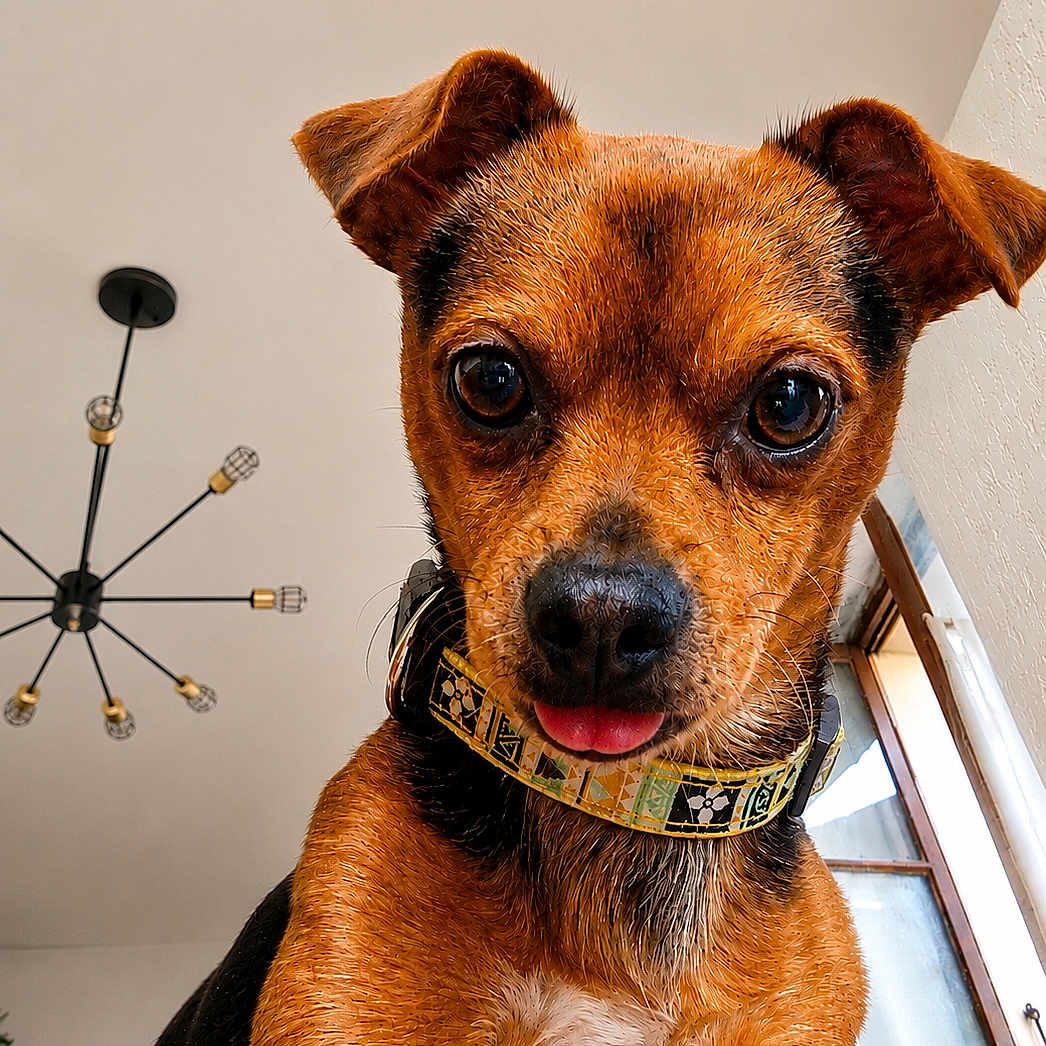 Upton a rejoint le concours — aidez-le/la à gagner de superbes lots ! dog, small_dog, pet, close_up, tongue_out, collar, brown_fur, black_fur, indoor, window, chandelier, curious, canine, animal, domestic_animal, looking_down, ears_up, fur_texture, house, cute