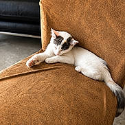 Bliny participe au concours pour gagner de l'argent avec cette photo : cat, sleeping, chair, orange, texture, indoor, pet, feline, relaxing, fur, animal, cozy, resting, quiet, comfortable, paw, tail, soft_light, home, peaceful