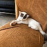 cat, sleeping, chair, orange, texture, indoor, pet, feline, relaxing, fur, animal, cozy, resting, quiet, comfortable, paw, tail, soft_light, home, peaceful