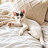 cat, kitten, white_cat, black_markings, bed, pillow, blanket, cozy, indoor, pet, animal, feline, resting, relaxed, cute, soft_light, texture, comfort, home, sleepy