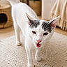 cat, white_cat, black_patches, indoor, carpet, living_room, plant, furniture, meowing, pet, animal, whiskers, ears, tail, floor, curious, domestic_cat, cozy, soft_lighting, home