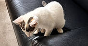 Bliny a rejoint le concours — aidez-le/la à gagner de superbes lots ! kitten, cat, black_leather_couch, furniture, indoor, pet, animal, white_fur, curious, small, floor, sitting, texture, closeup, young_cat, domestic_cat, home, soft_light, looking_down, cute
