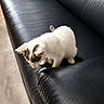 kitten, cat, black_leather_couch, furniture, indoor, pet, animal, white_fur, curious, small, floor, sitting, texture, closeup, young_cat, domestic_cat, home, soft_light, looking_down, cute