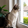 Ayla a rejoint le concours — aidez-le/la à gagner de superbes lots ! cat, tabby_cat, white_fur, windowsill, window, indoor, houseplant, green_leaves, wooden_surface, curious, pet, feline, looking_outside, daylight, domestic_animal, natural_light, quiet, home, suburban, calm