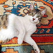 Ayla a rejoint le concours — aidez-le/la à gagner de superbes lots ! cat, pet, animal, feline, lying_down, curious, green_eyes, white_fur, tabby, indoor, rug, patterned_rug, colorful, orange, blue, brown, relaxed, paw, whiskers, closeup