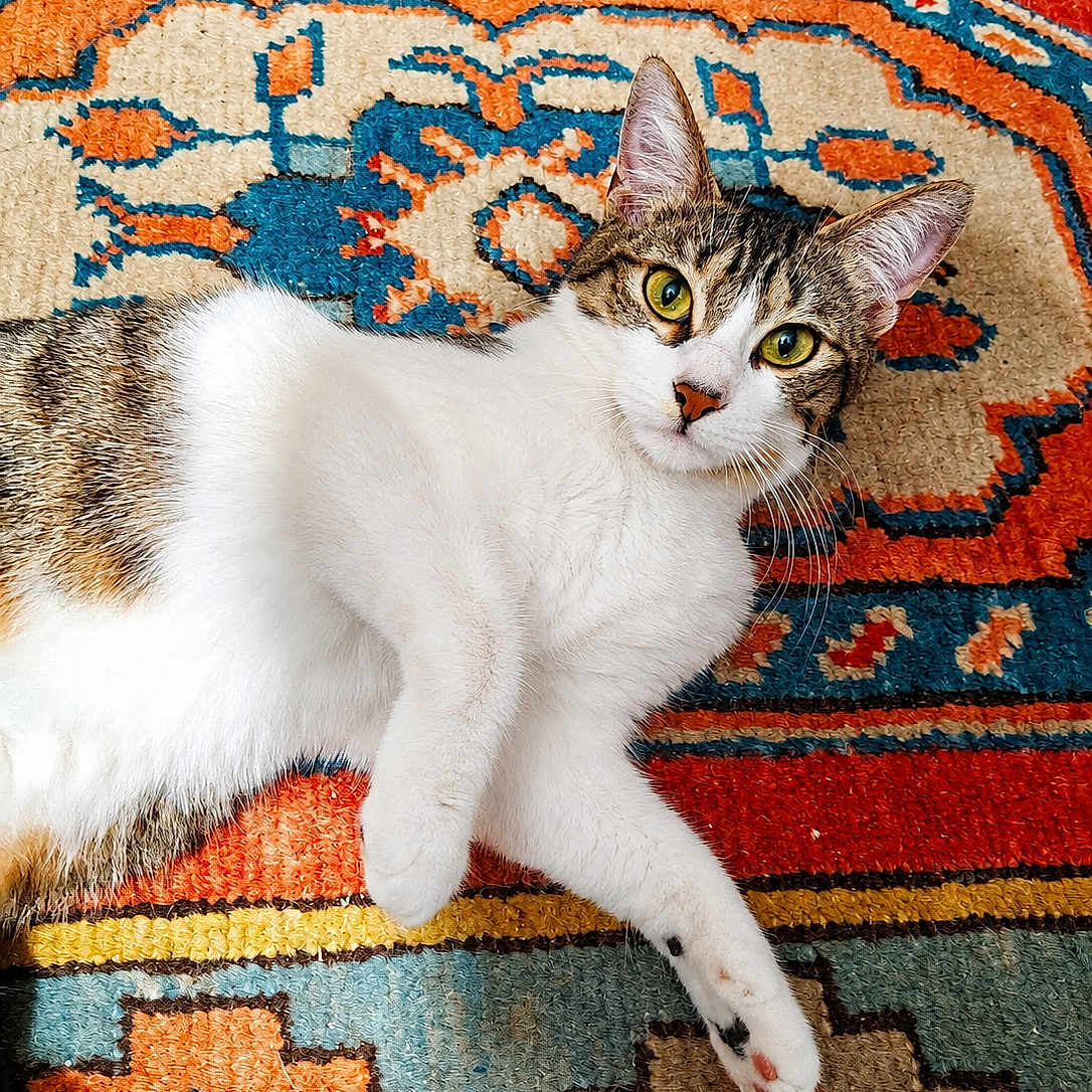 Ayla