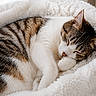 Ayla participe au concours pour gagner de l'argent avec cette photo : cat, tabby, sleeping, cozy, white, fur, pet, animal, resting, blanket, soft, cute, domestic, closeup, indoor, peaceful, warm, relaxed, whiskers, nap