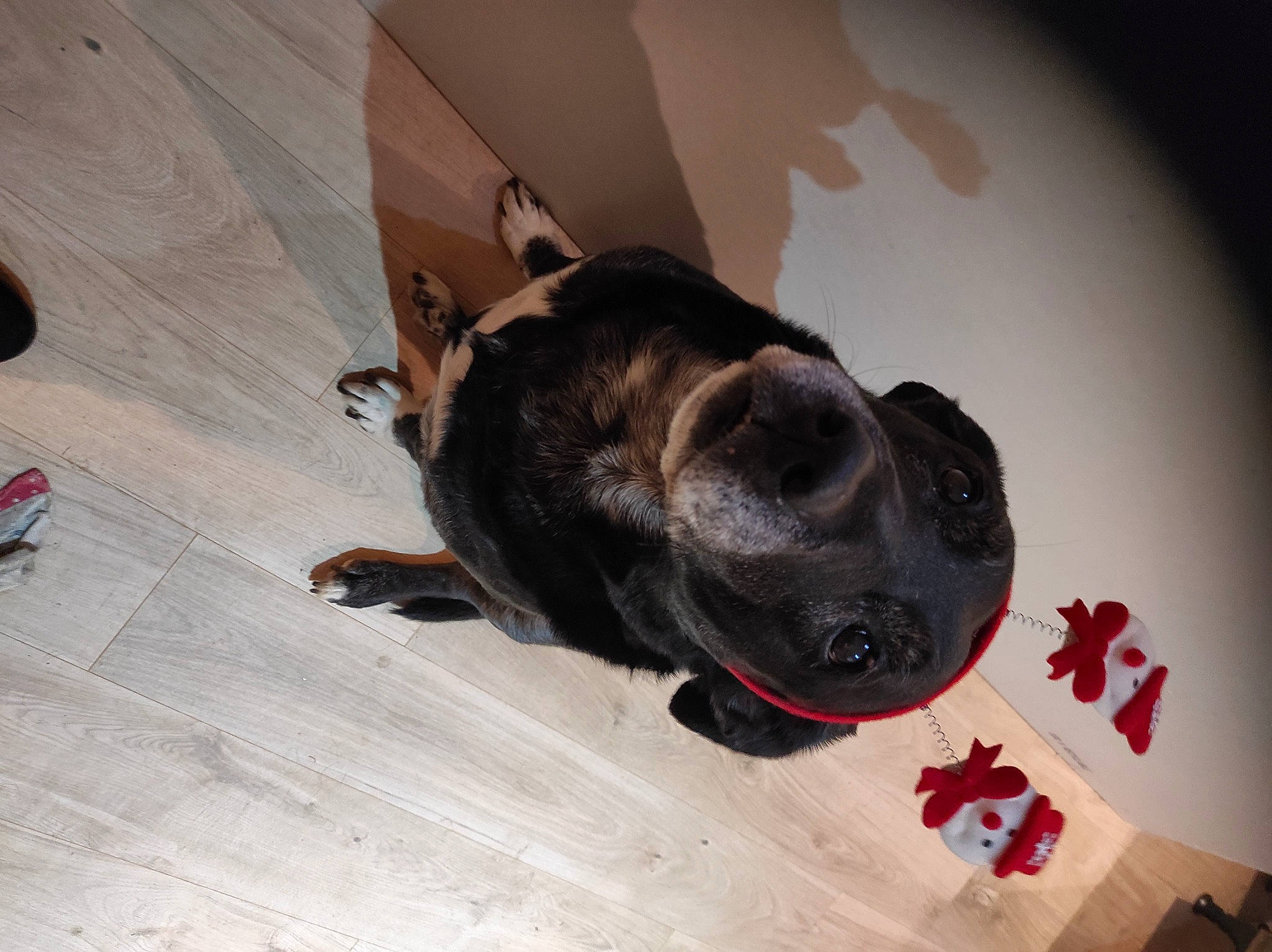 Scotty a rejoint le concours — aidez-le/la à gagner de superbes lots ! canidae, carmine, carnivore, collar, companion_dog, dog, dog_breed, fawn, flooring, fur, guard_dog, hardwood, non_sporting_group, paw, pet_supply, sporting_group, tail, whiskers, wood, wood_flooring