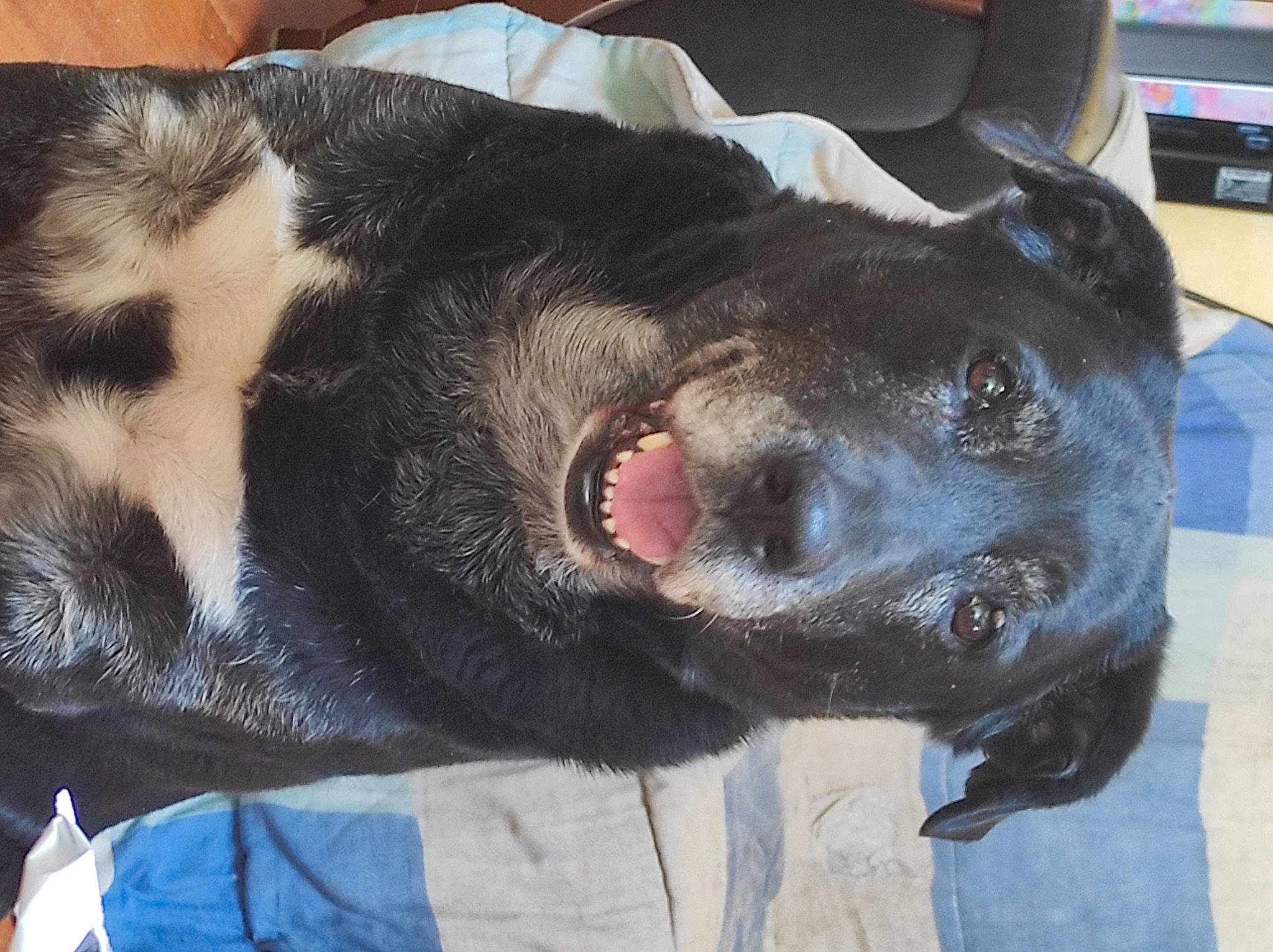 Scotty participe au concours pour gagner de l'argent avec cette photo : canidae, carnivore, collar, comfort, companion_dog, dog, dog_breed, fawn, fur, guard_dog, natural_material, paw, shelf, snout, sporting_group, tail, television, terrestrial_animal, whiskers, working_animal