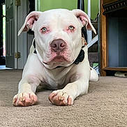 Neo joined the competition — help win amazing prizes! animal, architecture, boxer, building, bulldog, canine, dog, frenchbulldog, furniture, hardwood, indoors, interiordesign, pet, photoframe, pitbull, pointer, puppy, snout, whitedog, wood