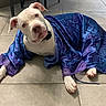 Neo joined the competition — help win amazing prizes! animal, blanket, boxer, bulldog, canine, clothing, dog, dress, face, formalwear, frenchbulldog, head, indoors, interiordesign, person, pet, photography, pitbull, portrait, puppy