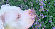 Neo is registered to the contest to win money with this photo: animal, canine, daisy, dog, flower, geranium, grass, head, herbal, herbs, lavender, nature, outdoors, person, pet, petal, pig, plant, purple, vegetation