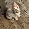 Pumpkin joined the competition — help win amazing prizes! animal, bell, cat, collar, curious, cute, domestic_cat, floor, flooring, fur, indoor, kitten, looking_up, orange_cat, pet, sitting, small_animal, tile_floor, white_cat, young_cat