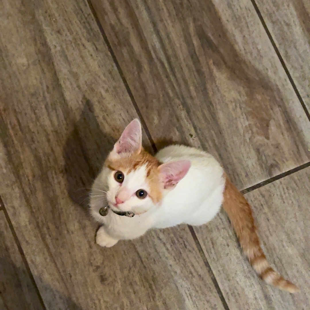 Pumpkin