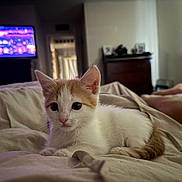 Pumpkin joined the competition — help win amazing prizes! bed, blanket, cat, comfort, cozy, curious, domestic_animal, fur, furniture, human_feet, indoor, kitten, orange, pet, relaxed, room, sleeping_area, soft_light, television, white