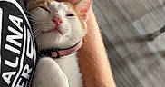 Pumpkin joined the competition — help win amazing prizes! arm, black_shirt, cat, collar, cozy, cuddle, domestic, fur, home, indoor, kitten, orange_and_white, paw, person, pet, pink_nose, relaxed, resting, sleepy, wooden_floor