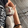 arm, black_shirt, cat, collar, cozy, cuddle, domestic, fur, home, indoor, kitten, orange_and_white, paw, person, pet, pink_nose, relaxed, resting, sleepy, wooden_floor