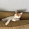 Pumpkin is registered to the contest to win money with this photo: cat, collar, couch, cozy, cute, domestic_animal, fur, furniture, home, indoor, kitten, orange_and_white, peaceful, pet, pink, relaxed, resting, sleeping, texture, whiskers