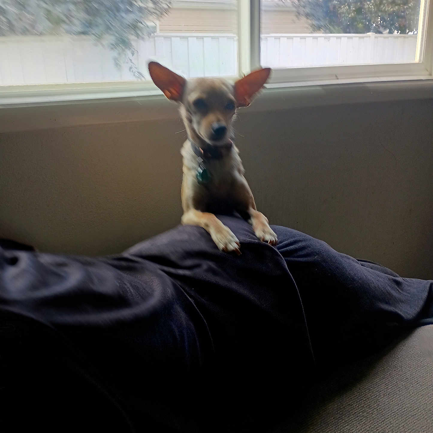 Peanut joined the competition — help win amazing prizes! adult, animal, bed, bedroom, blanket, canine, chihuahua, couch, cushion, dog, furniture, homedecor, indoors, male, man, person, pet, puppy, room, window