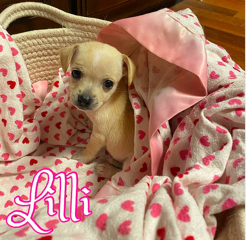 Lilli joined the competition — help win amazing prizes! canidae, carnivore, chihuahua, comfort, companion_dog, dog, dog_breed, dog_supply, fawn, fur, linens, paw, pet_supply, photo_caption, puppy_love, snout, sporting_group, toy_dog, whiskers, working_animal
