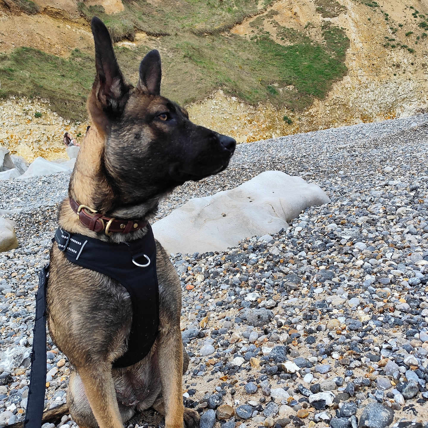 Ava a rejoint le concours — aidez-le/la à gagner de superbes lots ! dog, shepherd_dog, belgian_malinois, pet, canine, sitting, harness, collar, leash, outdoor, beach, pebbles, rocky_shore, cliffs, coastline, nature, landscape, portrait, alert, daylight