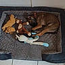 Ava participe au concours pour gagner de l'argent avec cette photo : dog, sleeping, pet, animal, dog_bed, blanket, plush_toys, stuffed_animal, rope_toy, chew_toy, collar, brown_dog, indoor, home, floor, tile, resting, curled_up, cozy, nap