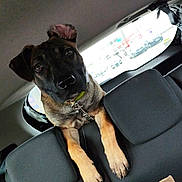 Ava participe au concours pour gagner de l'argent avec cette photo : dog, puppy, pet, car, car_interior, back_seat, sitting, curious, portrait, black_and_tan, collar, leash, animal, canine, ears, paws, eyes, cardboard_box, vehicle, indoor