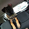dog, puppy, pet, car, car_interior, back_seat, sitting, curious, portrait, black_and_tan, collar, leash, animal, canine, ears, paws, eyes, cardboard_box, vehicle, indoor