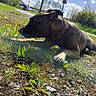 dog, black_dog, pet, lying_down, grass, outdoors, sunny, park, nature, chain, collar, leash, gravel, greenery, trees, blue_sky, clouds, road_sign, path, animal