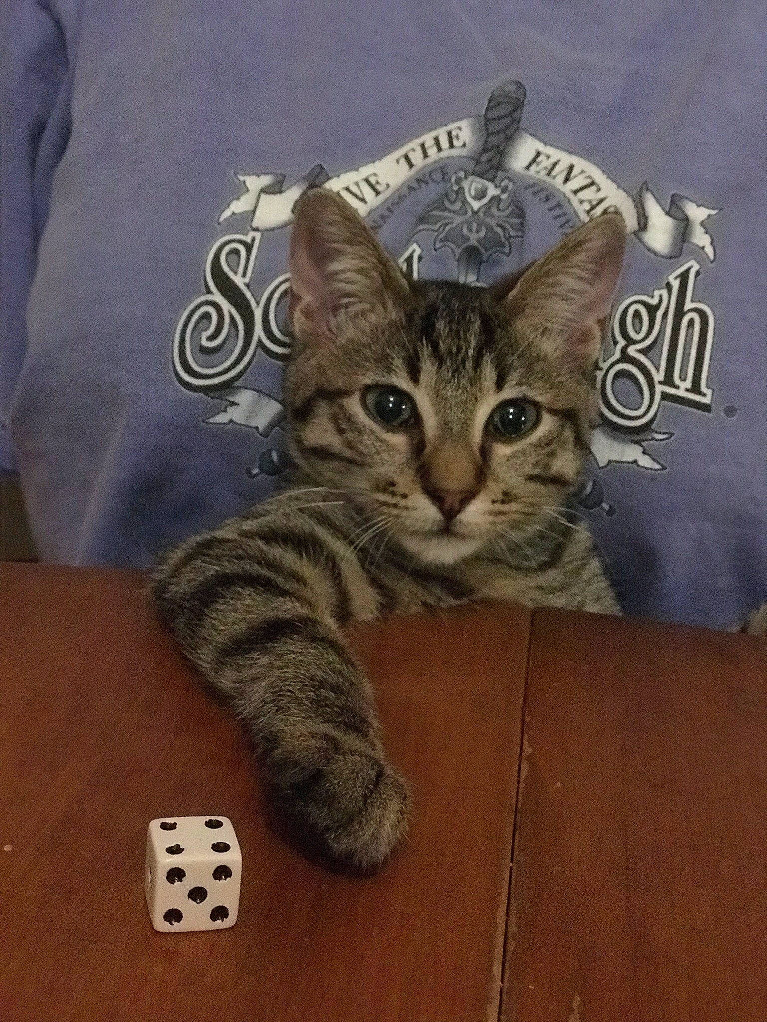 Corey joined the competition — help win amazing prizes! american_shorthair, asian, bengal, california_spangled, carnivore, cat, domestic_short_haired_cat, egyptian_mau, european_shorthair, felidae, games, indoor_games_and_sports, kitten, mammal, paw, photography, recreation, small_to_medium_sized_cats, tabby_cat, whiskers