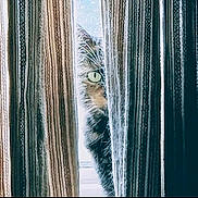 C.c. is registered to the contest to win money with this photo: animal, cat, closeup, cozy, curious, curtain, feline, green_eye, home, indoor, light, mystery, peeking, pet, quiet, shadow, striped_curtain, watchful, whiskers, window